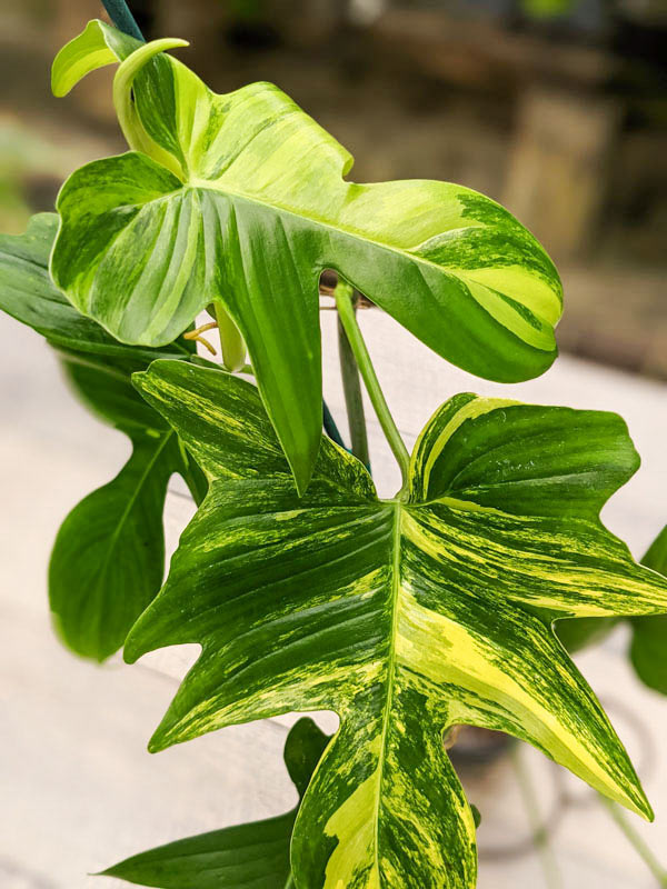 Philodendron Pedatum Variegata Plant - Image 10
