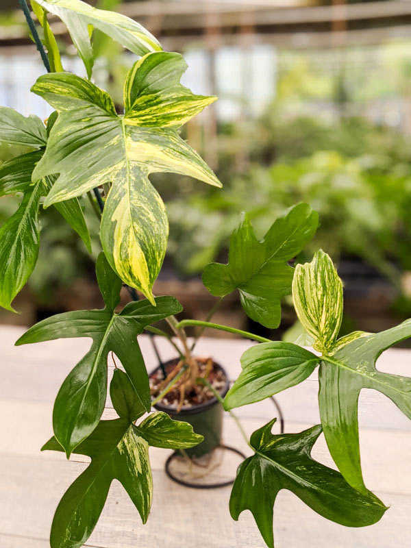 Philodendron Pedatum Variegata Plant - Image 11