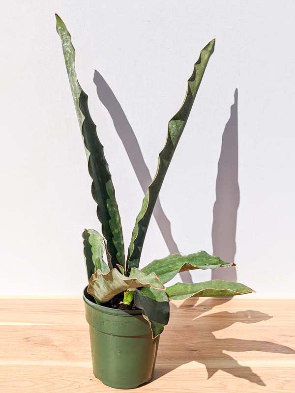XL Gorgeous Kiboko African Super Clone, Largest Known Snake Plant (sansevieria) - Image 13