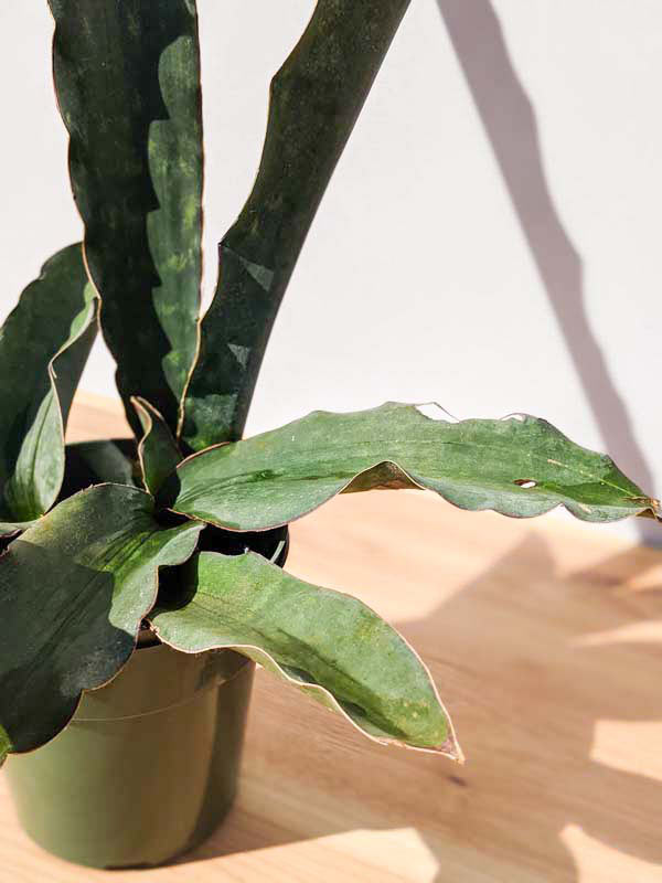 XL Gorgeous Kiboko African Super Clone, Largest Known Snake Plant (sansevieria) - Image 14