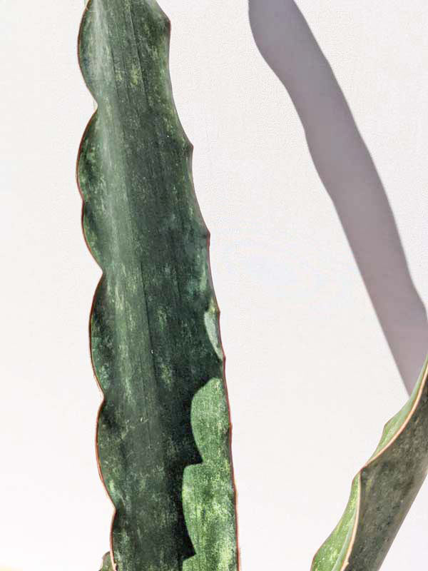 Lg. Gorgeous Kiboko African Super Clone, Largest Known Snake Plant (sansevieria) - Image 10
