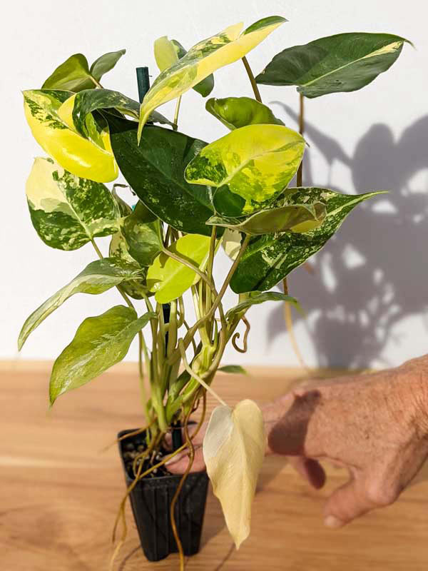 Philodendron Burle Marx Aurea Variegata Plant - Image 7