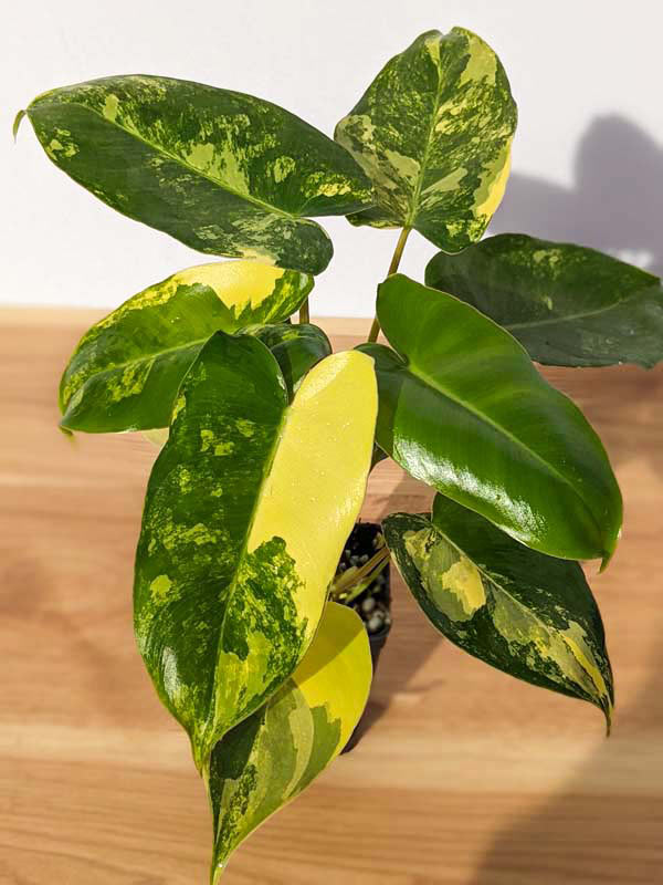 Philodendron Burle Marx Aurea Variegata Plant - Image 4