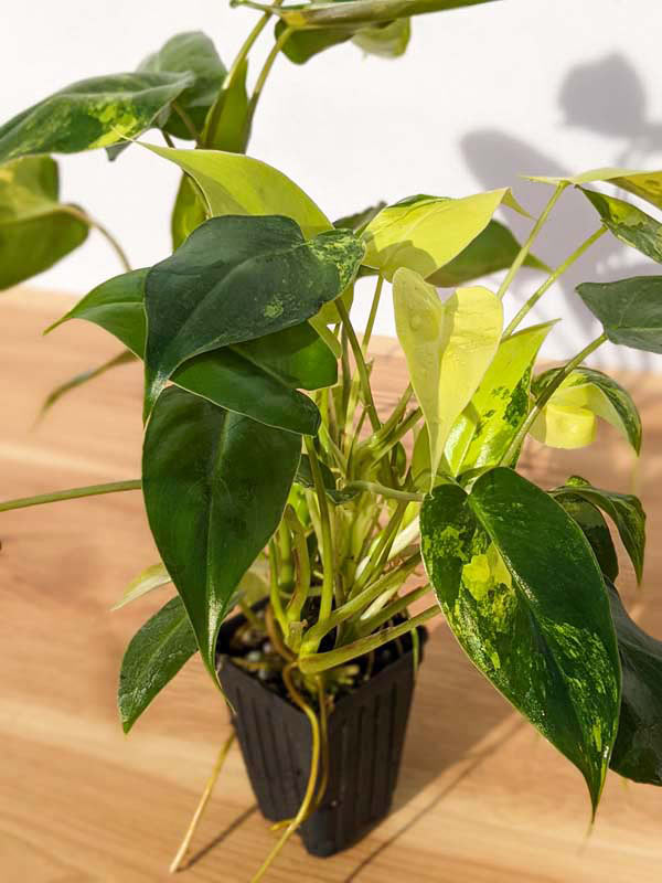 Philodendron Burle Marx Aurea Variegata Plant - Image 3
