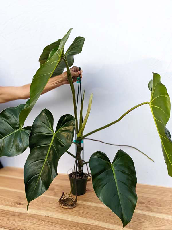 Lg. Philodendron Cordatum Giant Plant - Image 4