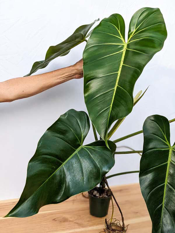 Lg. Philodendron Cordatum Giant Plant - Image 6