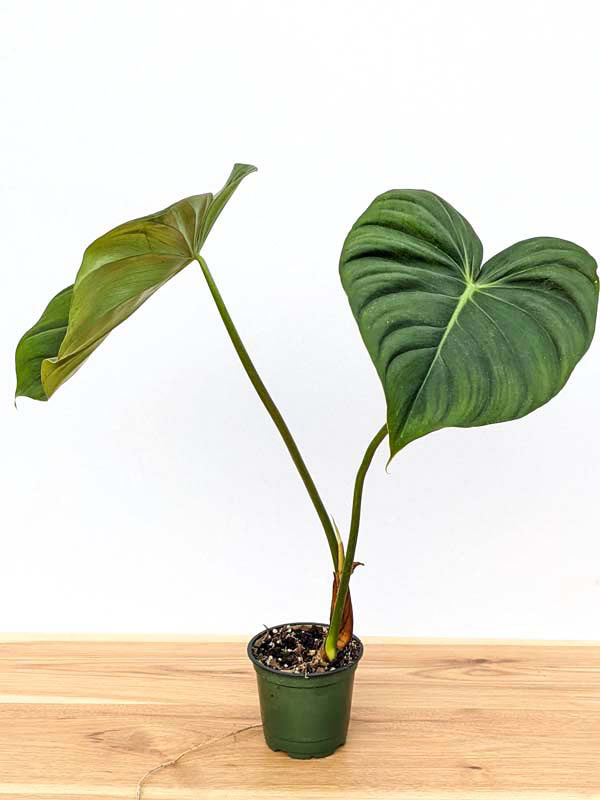 Lg. Philodendron McDowell Plant - Image 16