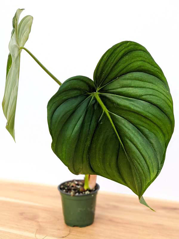 Lg. Philodendron McDowell Plant - Image 15