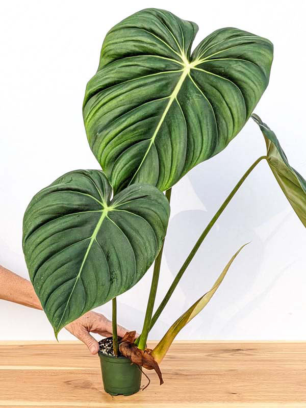 Lg. Philodendron McDowell Plant - Image 13