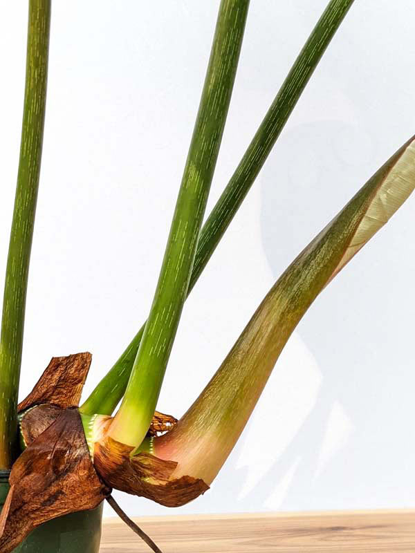 Lg. Philodendron McDowell Plant - Image 14