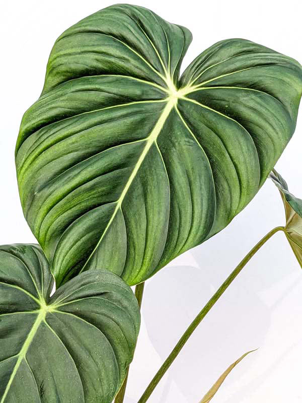 Lg. Philodendron McDowell Plant - Image 12