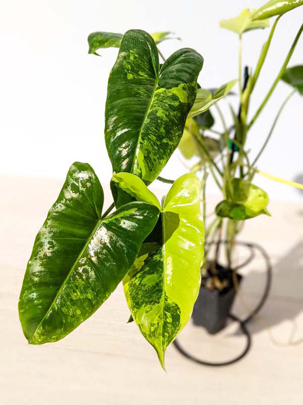 Philodendron Burle Marx Aurea Variegata Plant