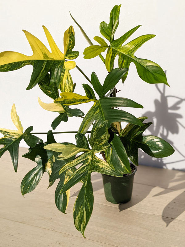 Philodendron Pedatum Variegata Plant - Image 9