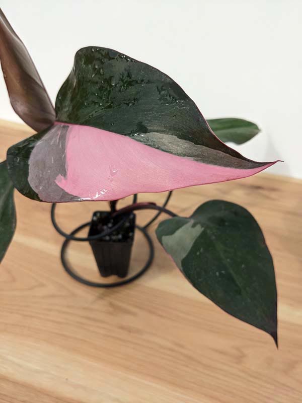 Philodendron Pink Princess Plant - Image 15