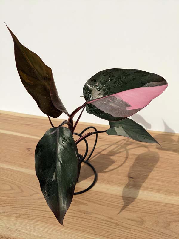 Philodendron Pink Princess Plant - Image 14
