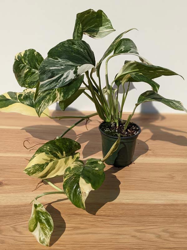rare philodendron for sale Philodendron Domesticum Variegated main image 0