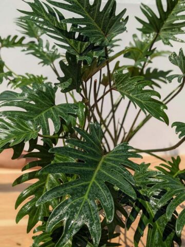 Lg. Philodendron Deja Vu Plant