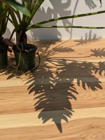Alternative view of Lg. Philodendron Deja Vu Plant