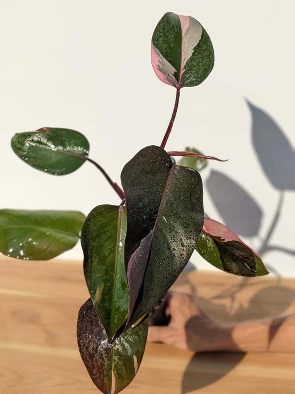 Philodendron Pink Princess Plant - Image 13