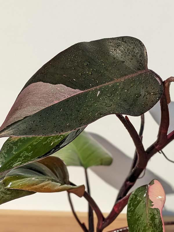 Philodendron Pink Princess Plant - Image 12