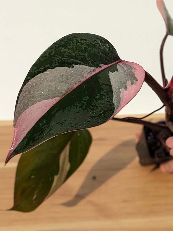 Philodendron Pink Princess Plant - Image 11