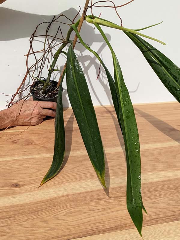 Philodendron Alternans Bayonet Leaf Plant - Image 10