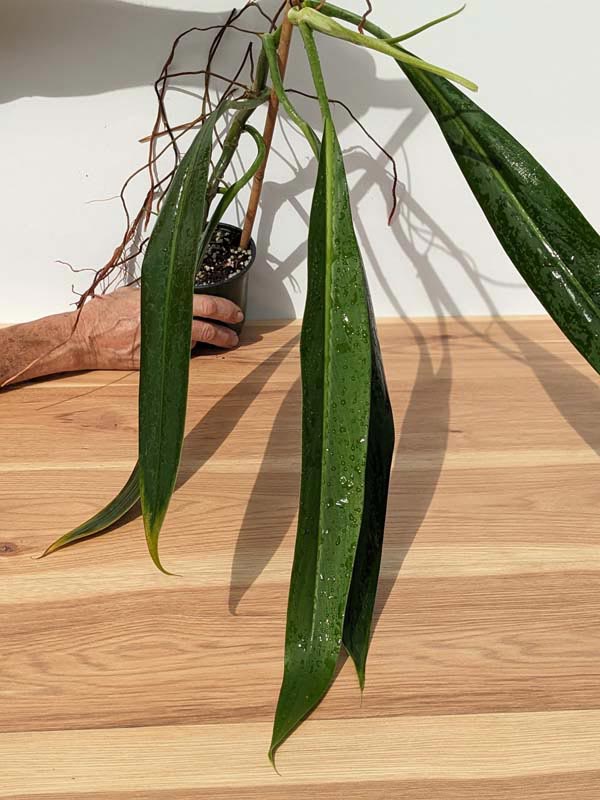 Philodendron Alternans Bayonet Leaf Plant - Image 9