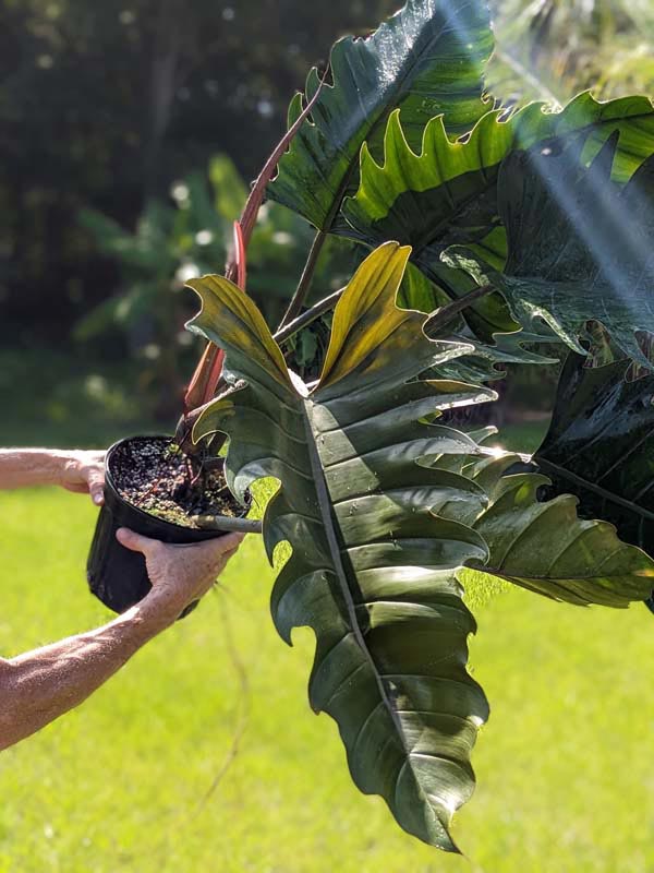 Lg. Philodendron Pluto Bronze Leaf  UrbanTropicals