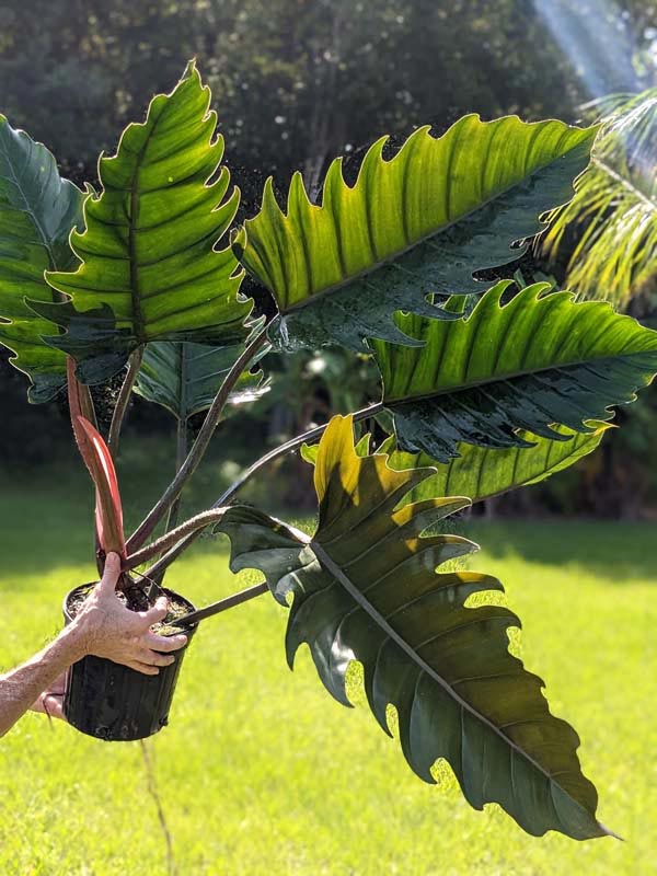 Lg. Philodendron Pluto Bronze Leaf - Image 5