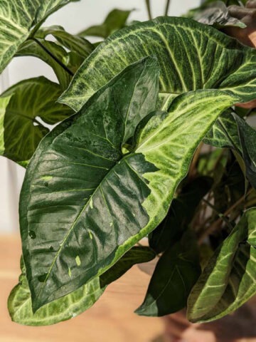 Alternative view of Panda Cosmos Mutant Arrowhead Plant (syngonium podophyllum)