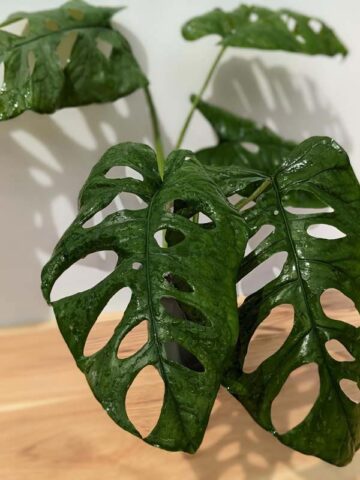 Alternative view of Monstera Memberancea Plant