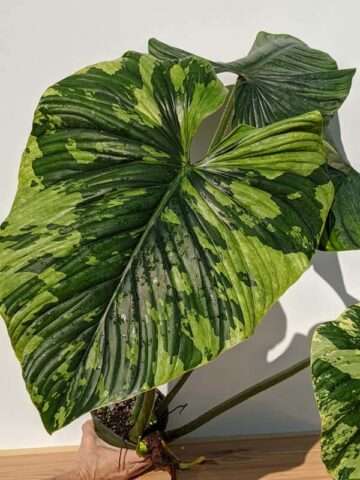 Lg. Philodendron Plowmanii Variegated Peru Plant
