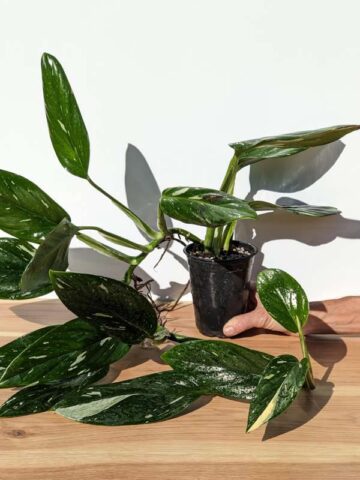 Monstera Standleyana Albo Variegata Plant