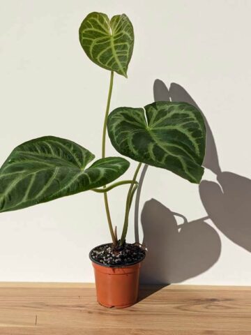Lg. Anthurium Regale Hybrid Plant  UrbanTropicals