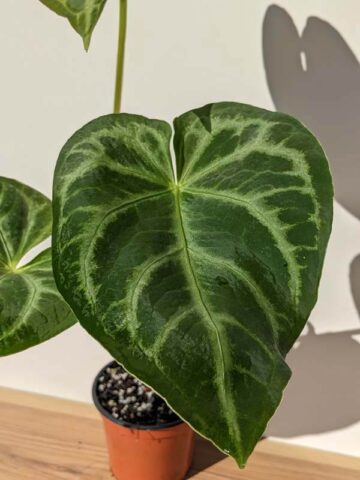 Lg. Anthurium Regale Hybrid Plant