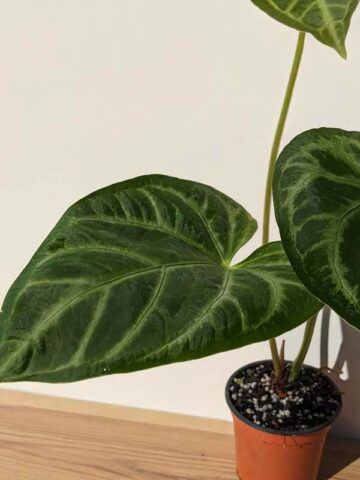 Alternative view of Lg. Anthurium Regale Hybrid Plant
